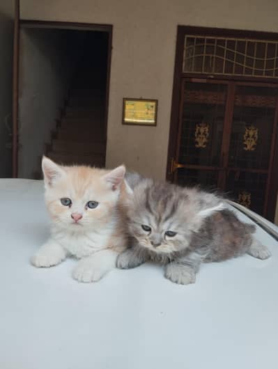 Beautiful Persian kittens available for a loving home.