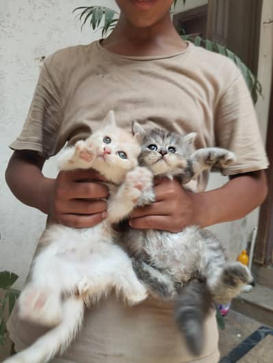 Beautiful Persian kittens available for a loving home.