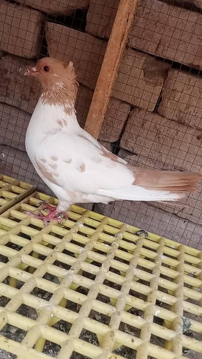 quality birds