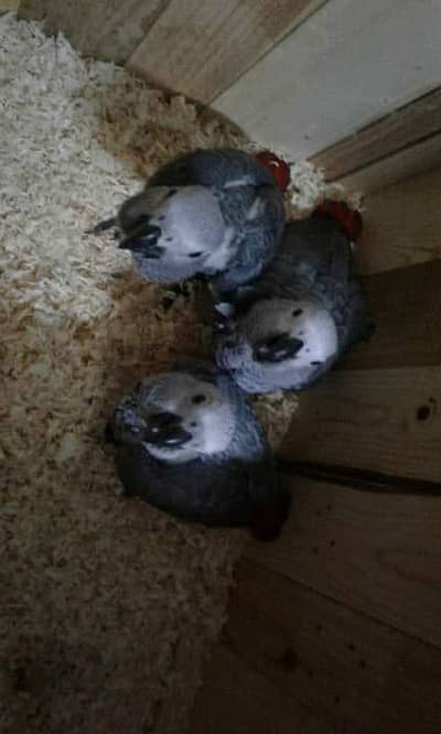 African grey parrot only WhatsApp 03292365490