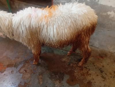 Chatra for sale