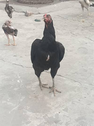 aseel murgi for sale urgent 03316427993 Whatsapp