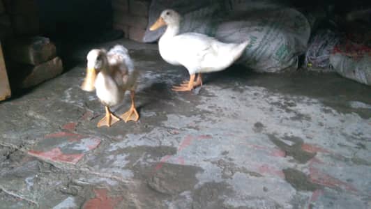 White duck pair