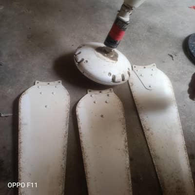 celling fan in budget price