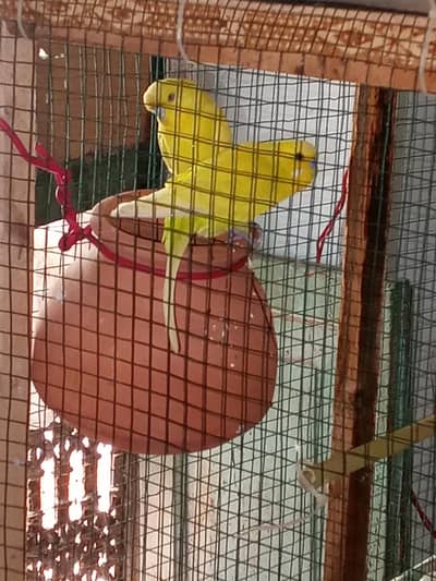 new Budgies Beautiful pair