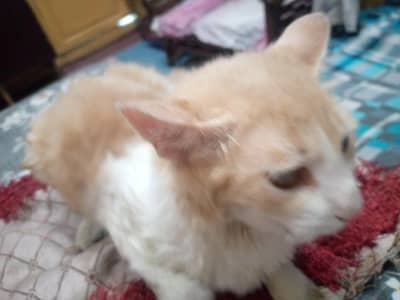 Persian cat triple fair