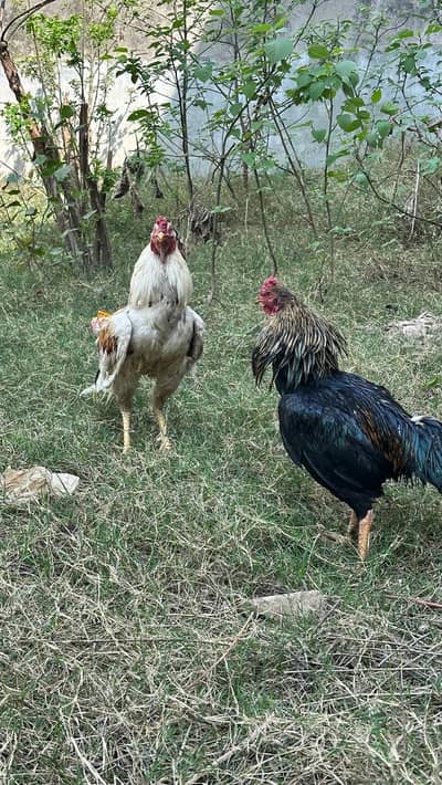 Aseel Murga hen