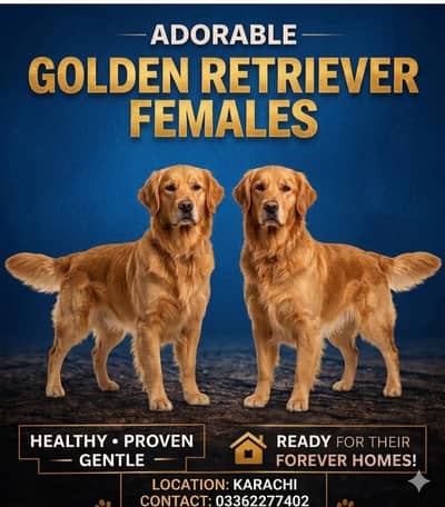Golden retriever females imported bloodline