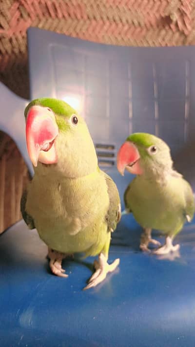 raw parrots