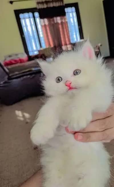 (Persian female kitten) (for sale all) (Pakistan delivery available)