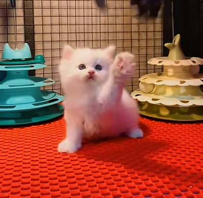 Persian | kittens | Cats | Billi | Kitty | for sale WA |O348|O29O|146