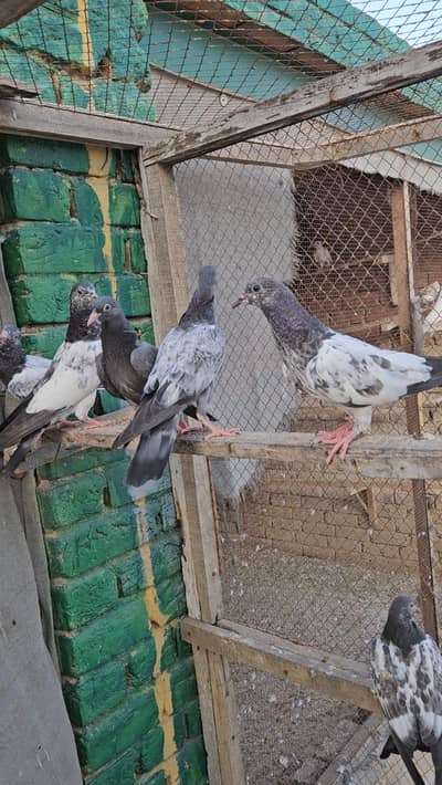 Breeder parwazi bachy