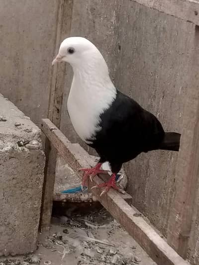 karbalai female pure 100%