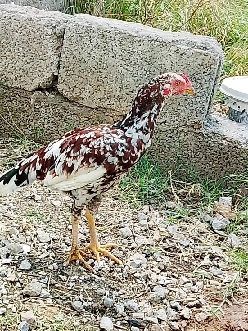 murga ya pics 2.5 month old h 1