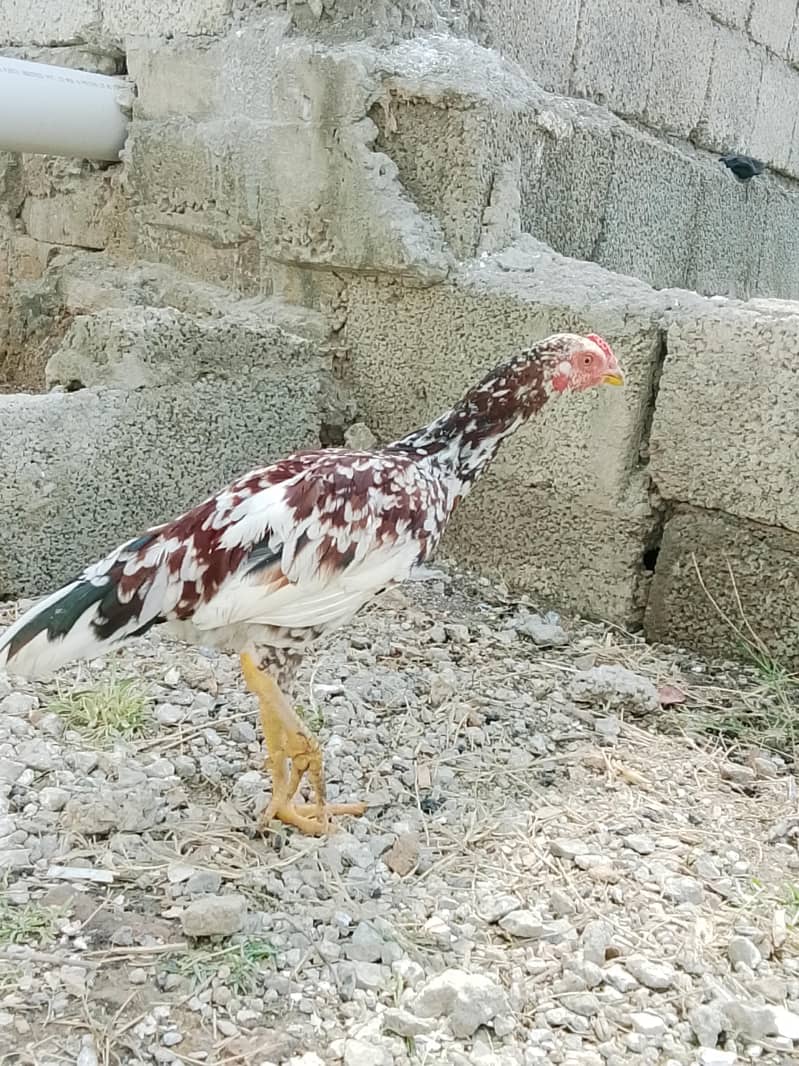 murga ya pics 2.5 month old h 2