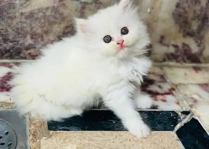 (Persian female kitten) (for sale all) (Pakistan delivery available)