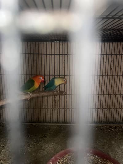 Breeder love birds different types pairs