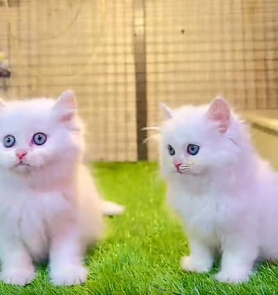Persian | kittens | Cats | Billi | Kitty |  WA 0348 | 0290 | 146