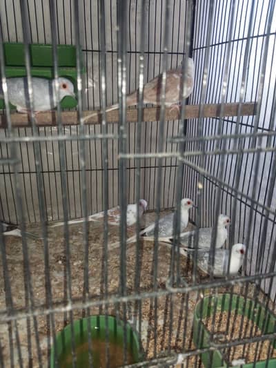Red Pair Dove, And Blue Pair Dove
