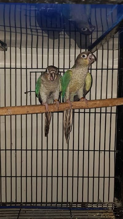 blue torquoise wfwc pair for sale  0321/44/35/484