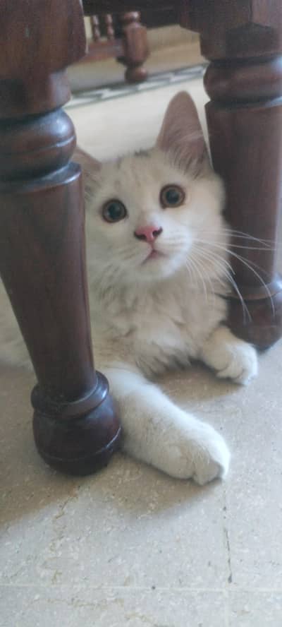 Cats For Sale Persian Cross breed