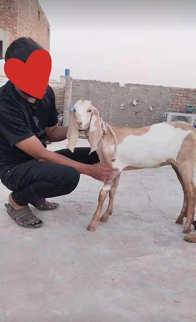 Abluk beetal path | Beautiful female goat | 4.5 month age