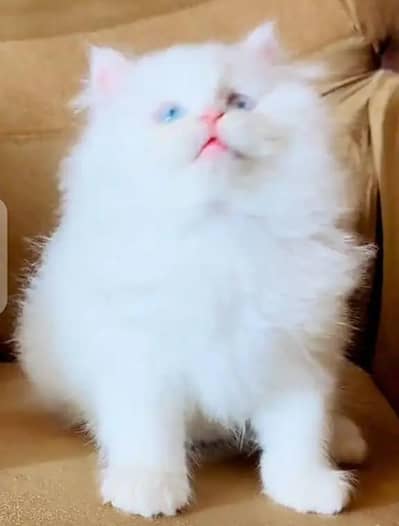 (Persian female kitten) (for sale all) (Pakistan delivery available)