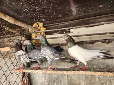 Golden,teddy pigeons for sale