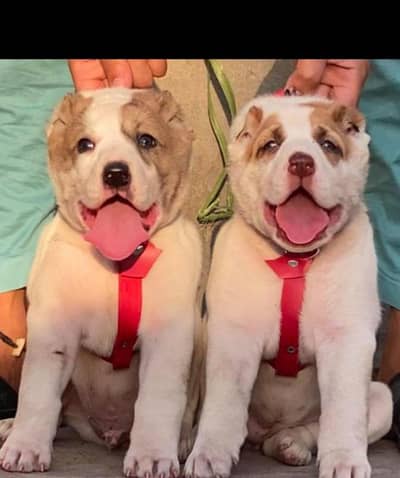 afghan Kuchi dog full security dog for sale available