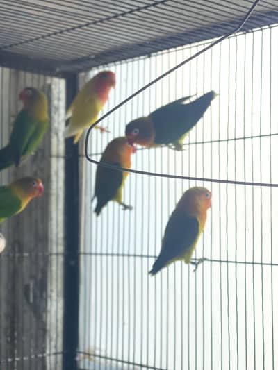 Lovebird