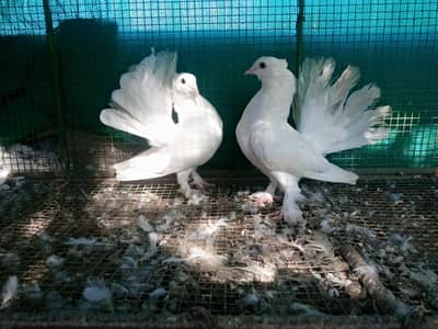 english fantail baby pair for sale