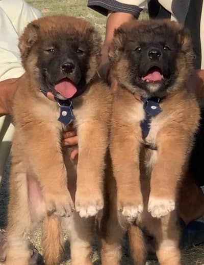 Turkish kangal piar for sale available full security dog