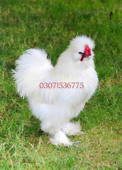 white silky
