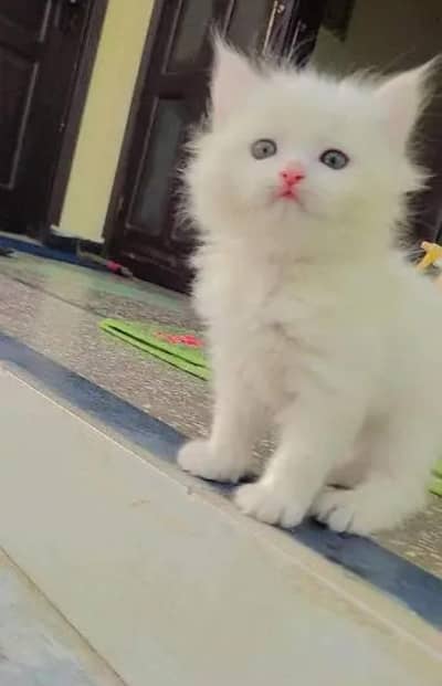 (Persian female kitten) (for sale all) (Pakistan delivery available)