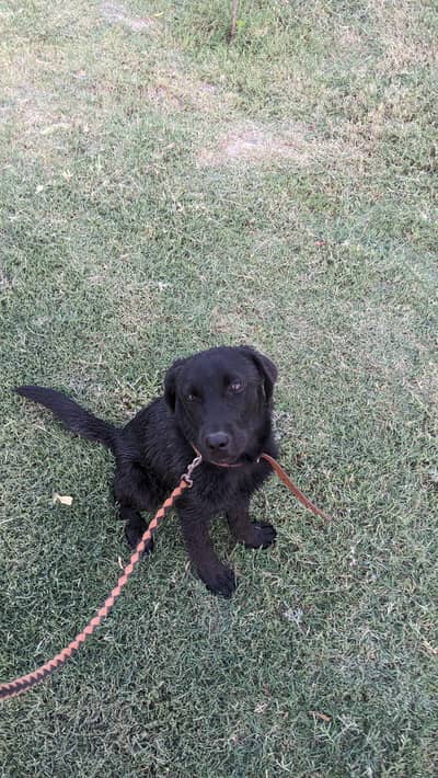 Labrador puppy