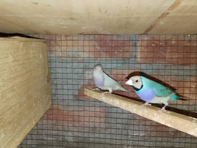 Blue gouldain