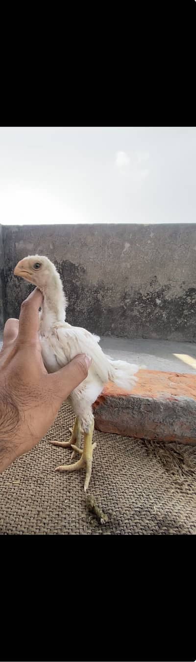Parrot beak chicks