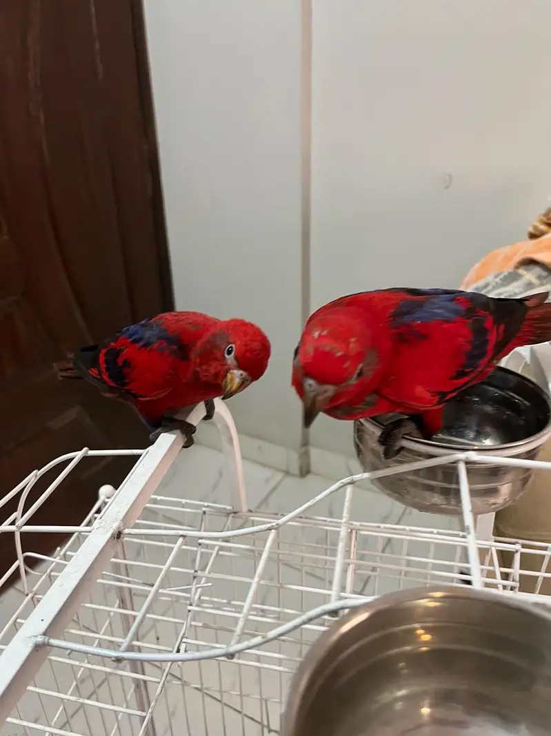 red molucan lorry pair