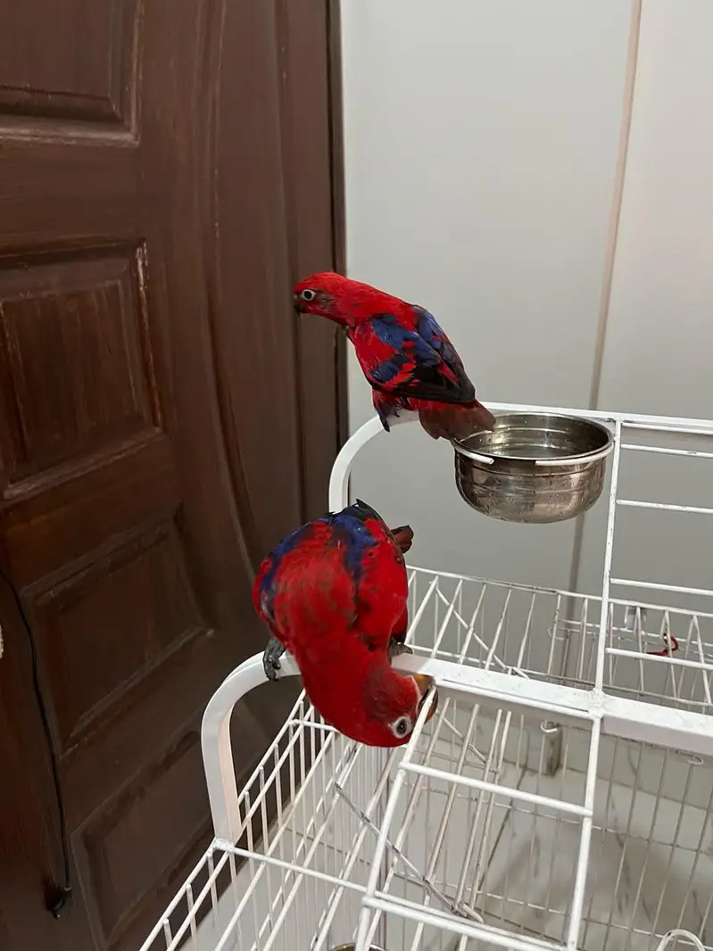 red molucan lorry pair — photo 2