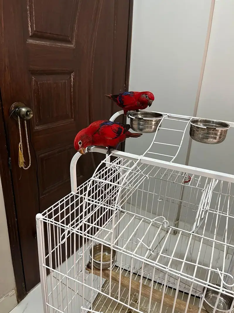 red molucan lorry pair — photo 3