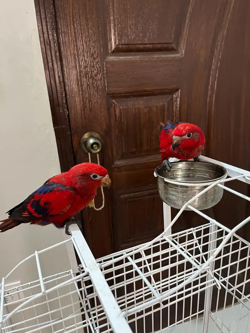 red molucan lorry pair — photo 4