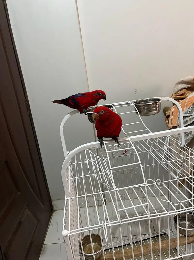 red molucan lorry pair — photo 5