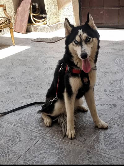 husky female urgent salee now