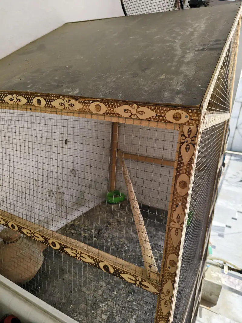 Birds Cage — photo 3