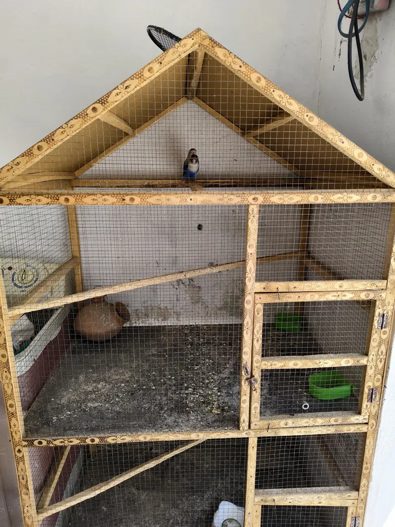 Birds Cage — photo 4
