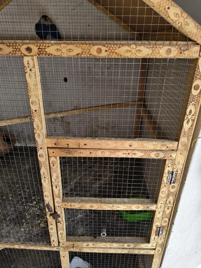 Birds Cage — photo 6