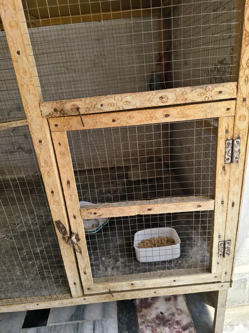 Birds Cage — photo 7