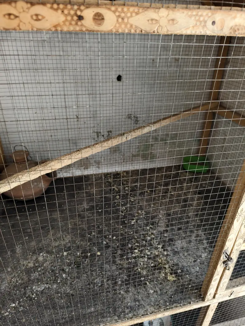 Birds Cage — photo 8