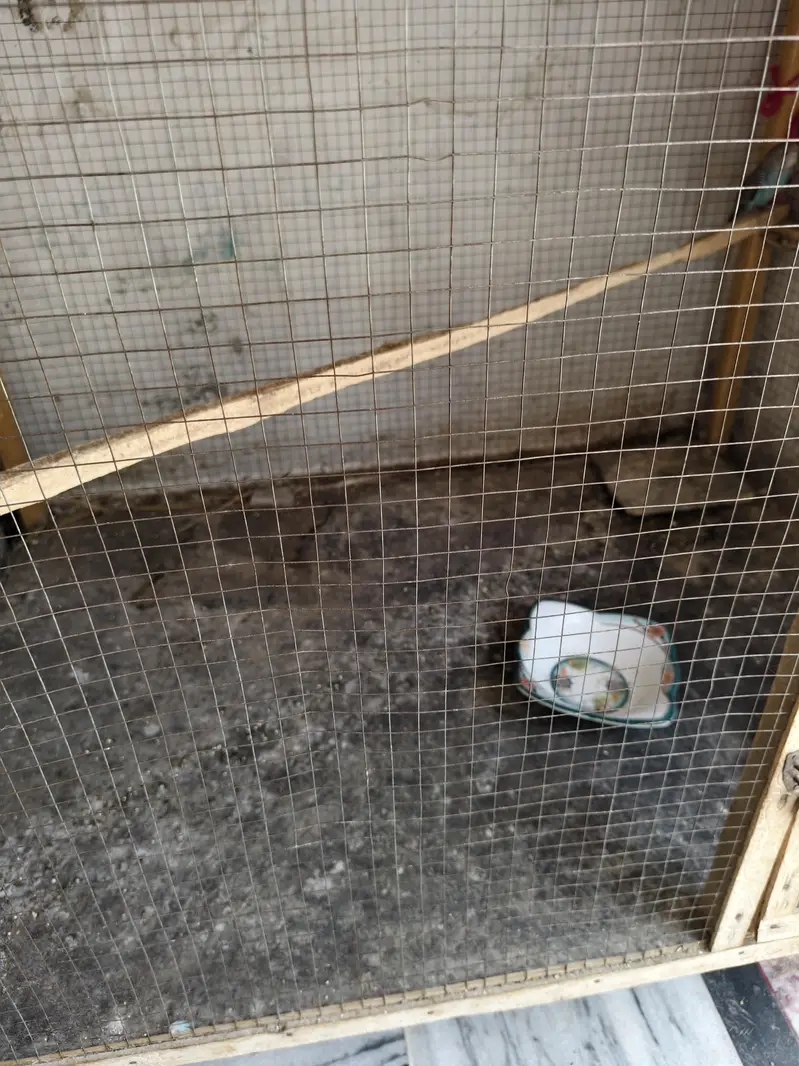 Birds Cage — photo 9