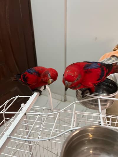 red molucan lorries pair